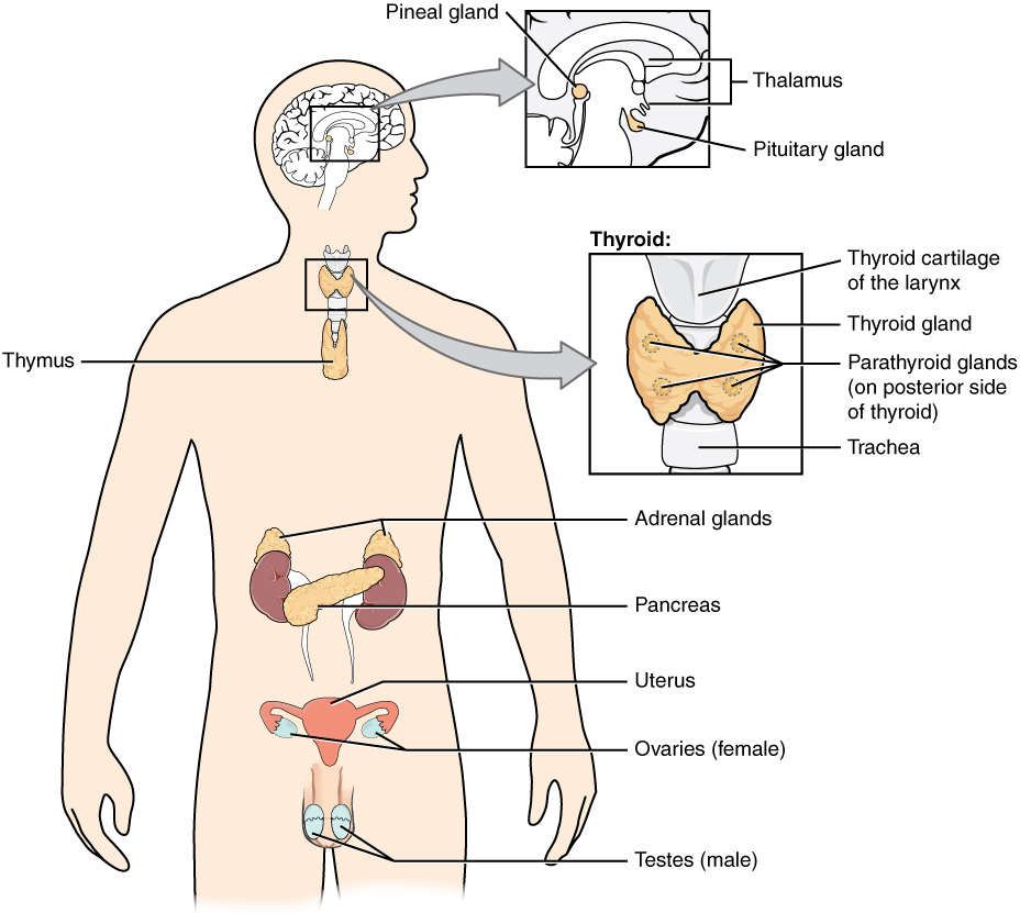 1801_The_Endocrine_System