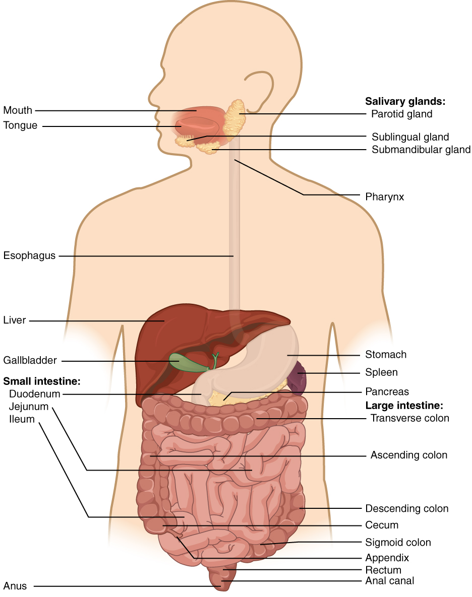 2401_Components_of_the_Digestive_System