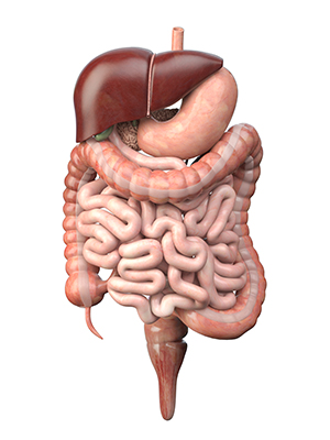 Human digestive system isolated on white background. Anatomy,  i
