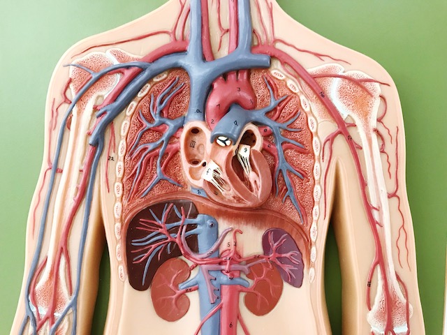Internal organ diagram
